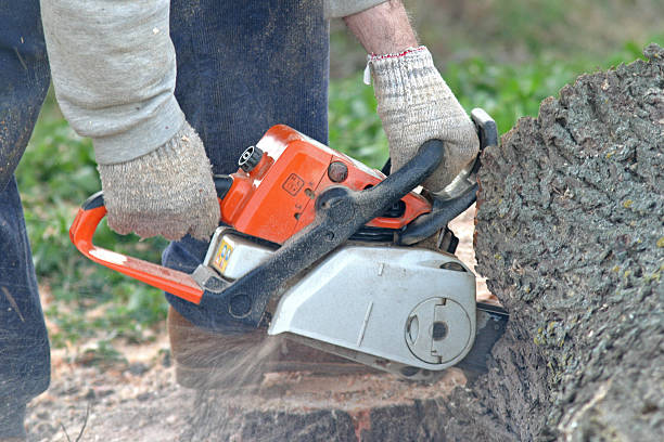 How Our Tree Care Process Works  in  Arabi, LA